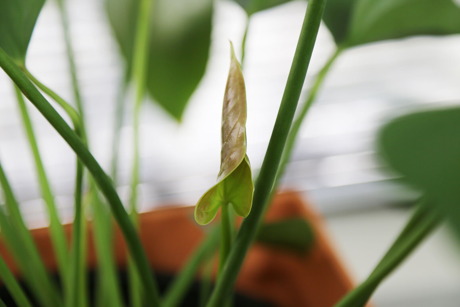 Canon EOS 6D sample photo. Green, leaf, leaves, nature photography