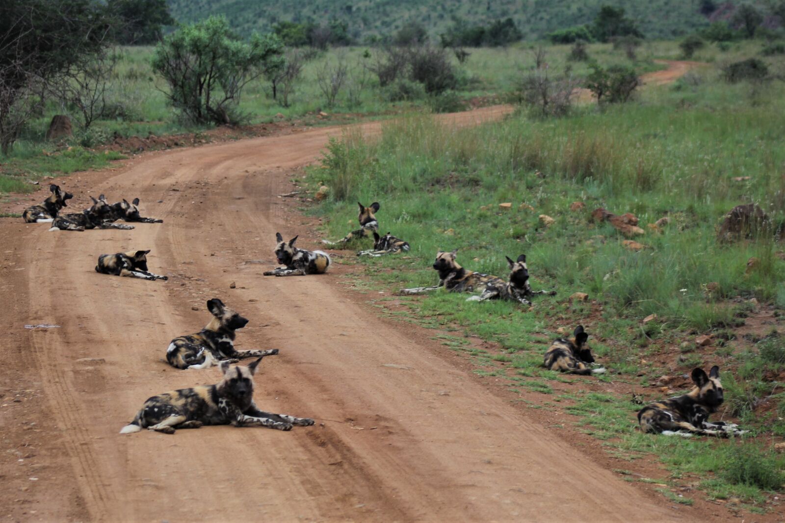 Canon EOS 60D sample photo. Pack, of, wild dogs photography