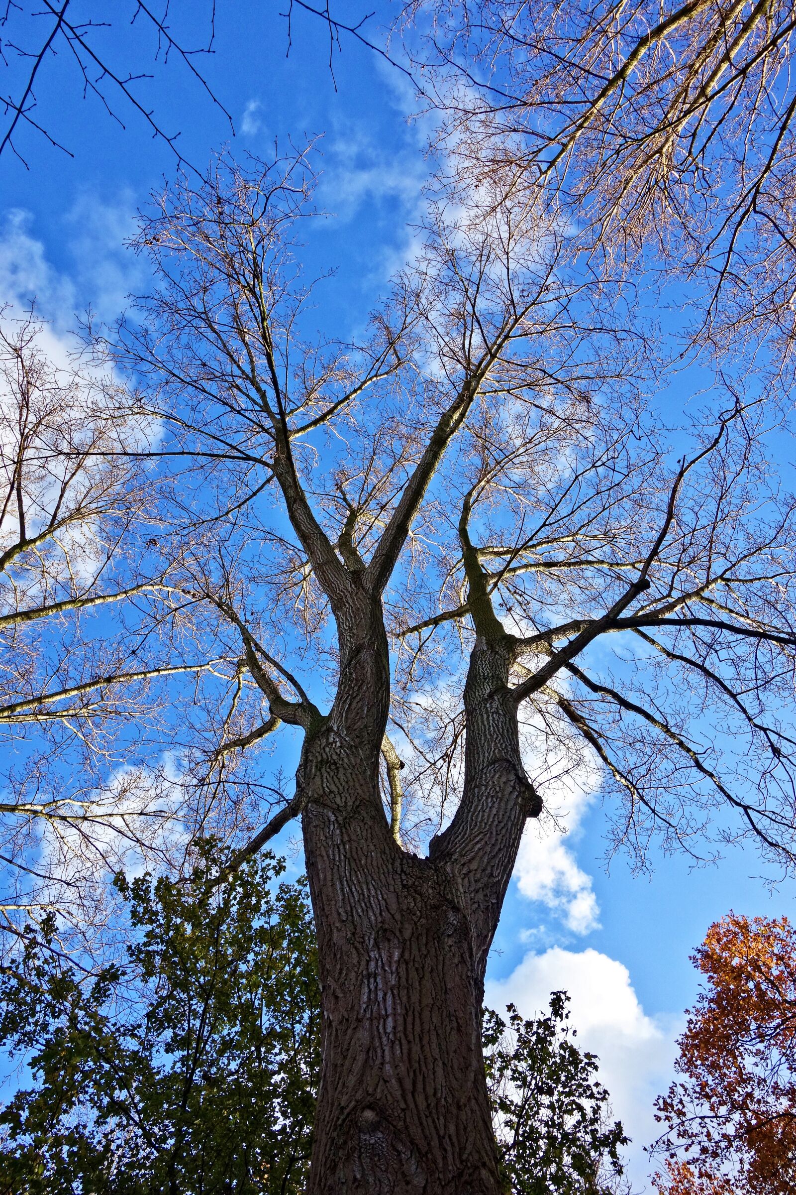 Sony Cyber-shot DSC-RX100 sample photo. Tree, trunk, branches photography