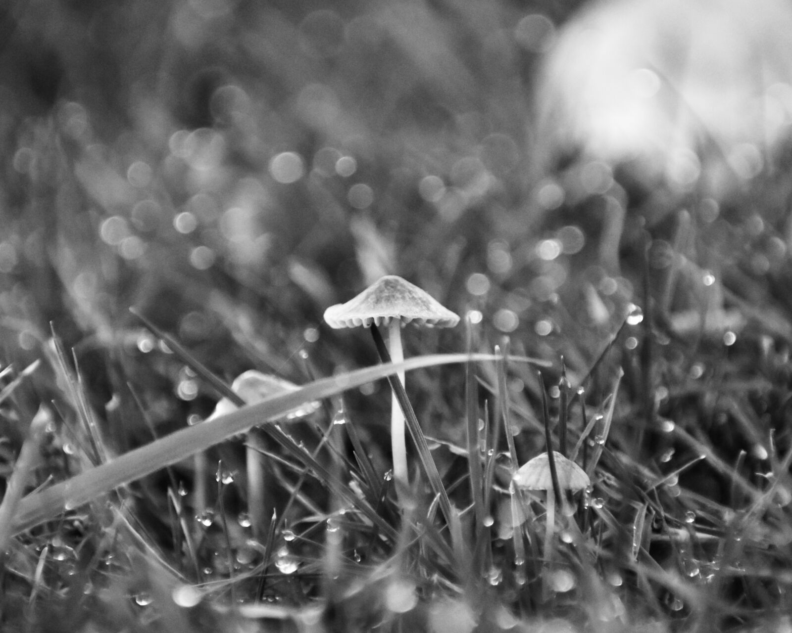 Nikon D3400 sample photo. Mushroom, fungus, fungi photography