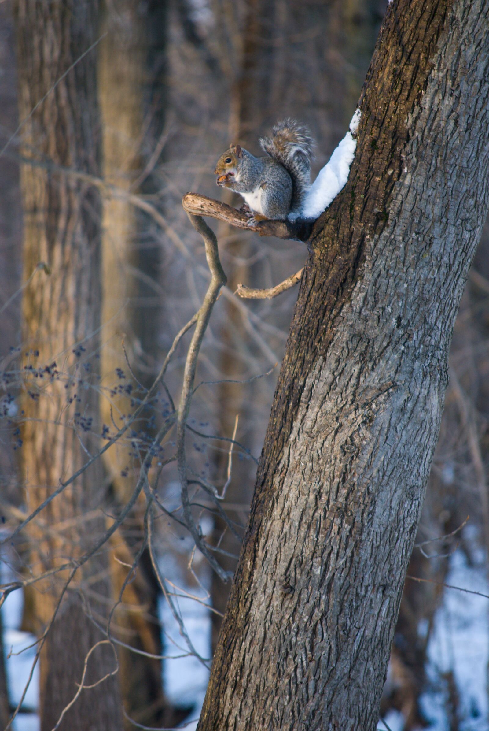 Nikon D60 sample photo. Squirrel, nature, eating photography