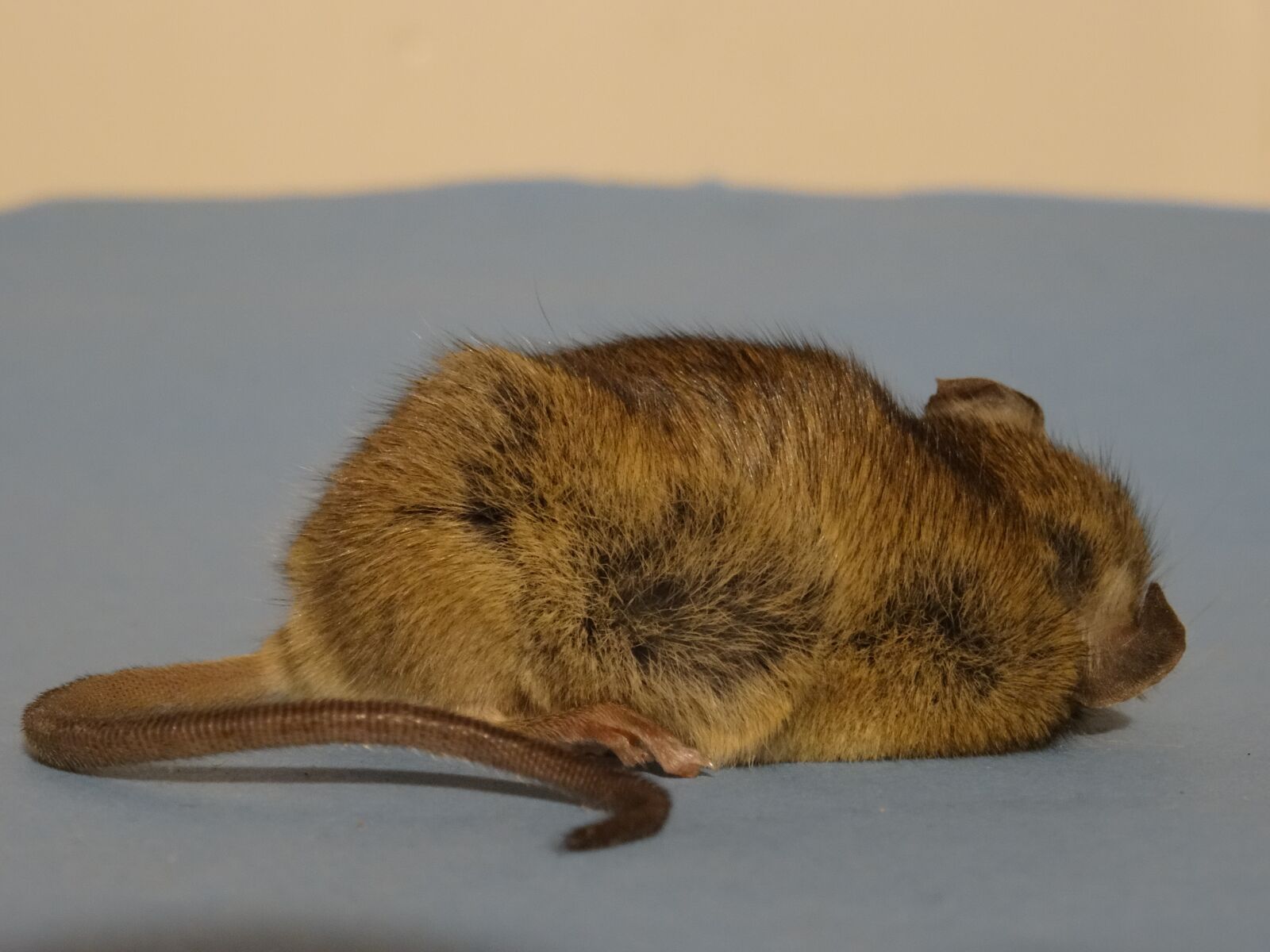 Sony DSC-HX50 sample photo. Mouse back, countryside life photography