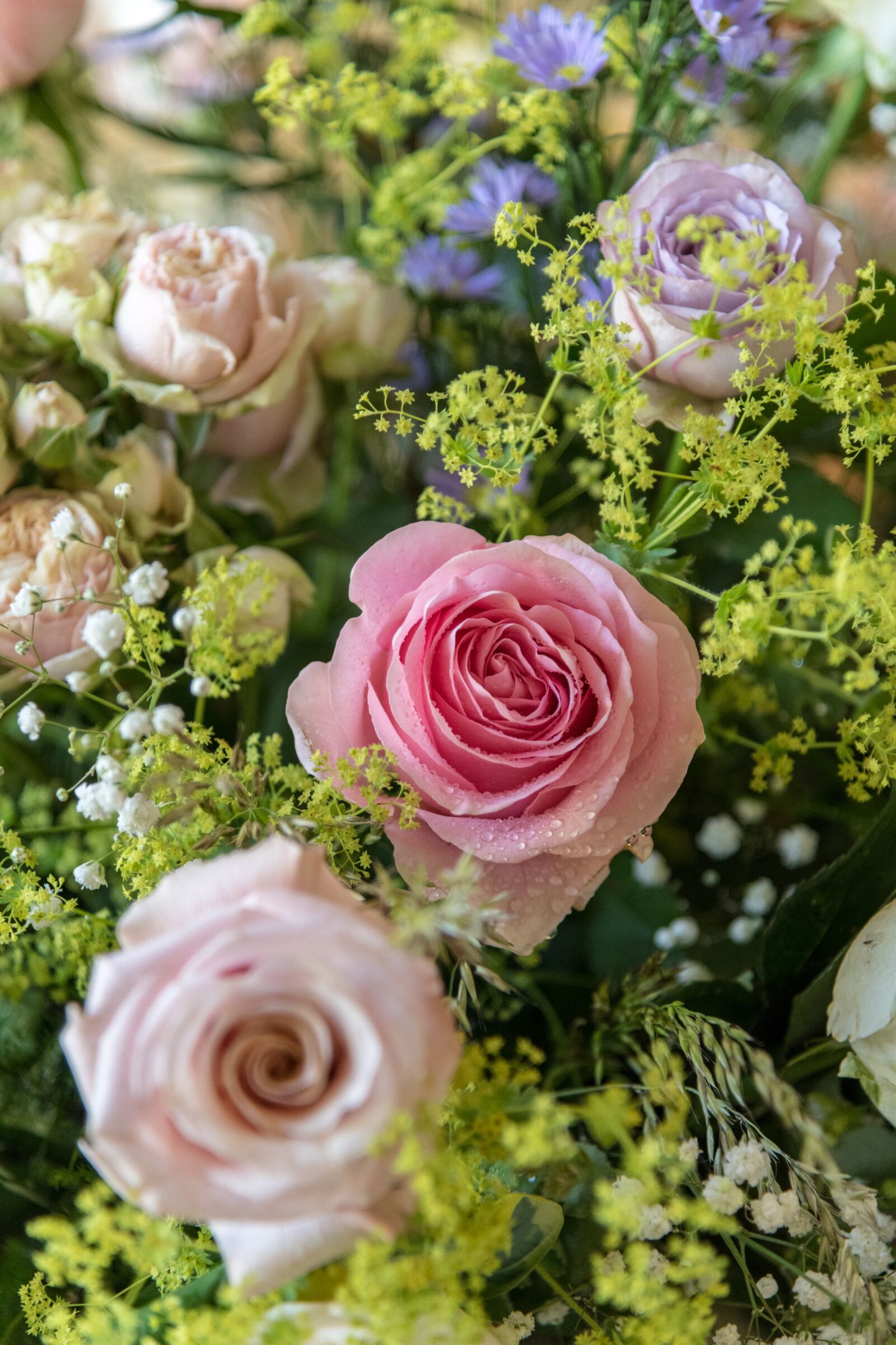 Nikon D850 sample photo. Rose, roses, flowers photography