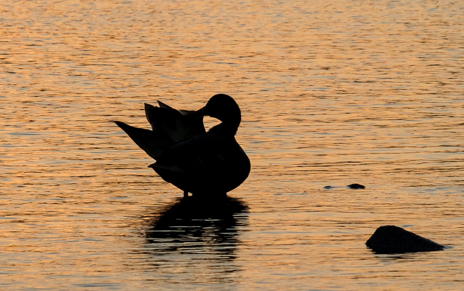 Canon EF-S 55-250mm F4-5.6 IS STM sample photo. Mallard, duck, water bird photography