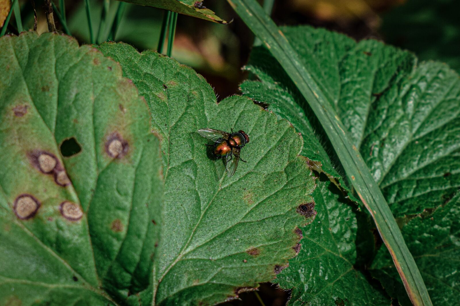 Nikon D3300 sample photo. Fly, leaf, close up photography