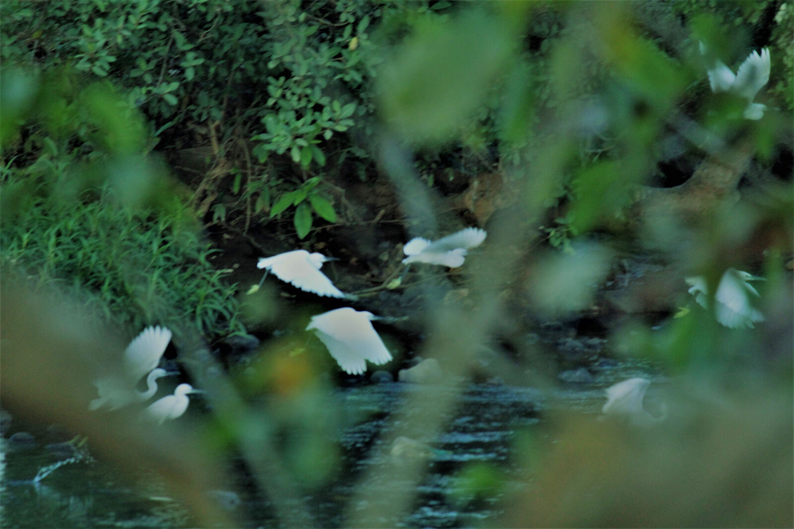 Canon EOS 1200D (EOS Rebel T5 / EOS Kiss X70 / EOS Hi) sample photo. Bird, flying, forest, nature photography