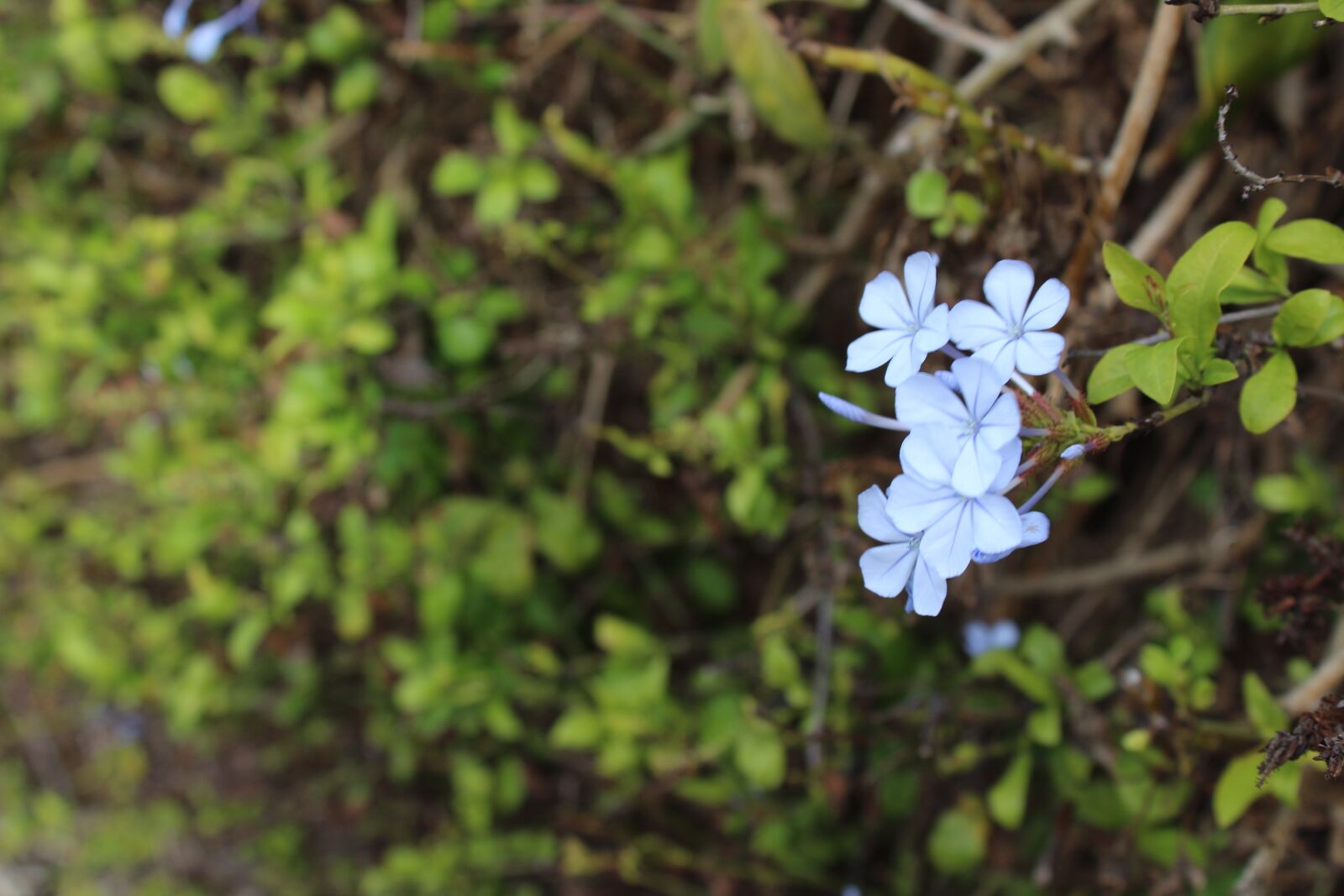 Canon EOS 1300D (EOS Rebel T6 / EOS Kiss X80) sample photo. Flowers, blue, nature photography