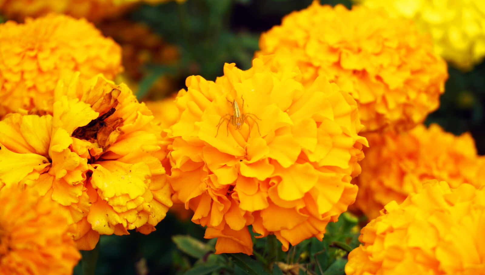 Sony a6000 sample photo. Yellow, flowers photography