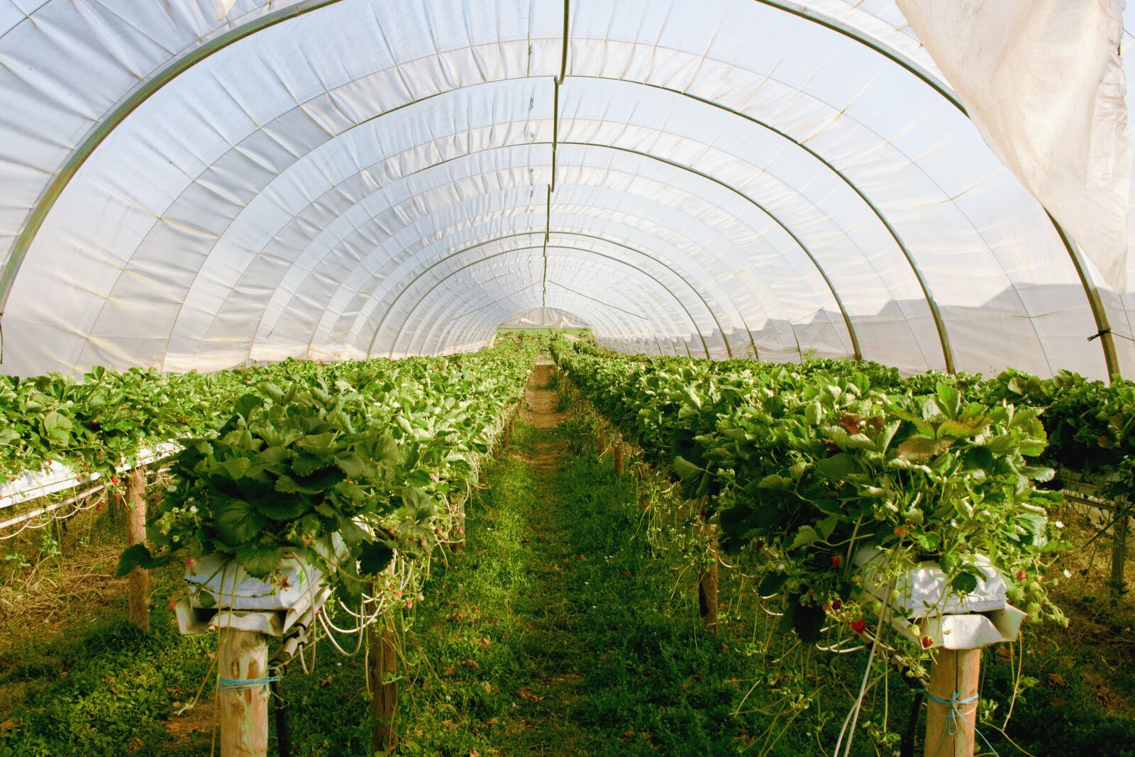 Canon EOS 700D (EOS Rebel T5i / EOS Kiss X7i) sample photo. Greenhouse, plant, strawberries photography
