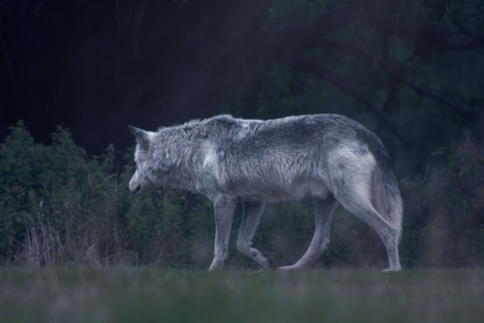 Canon EOS 1000D (EOS Digital Rebel XS / EOS Kiss F) sample photo. Wolf, animal, wild photography