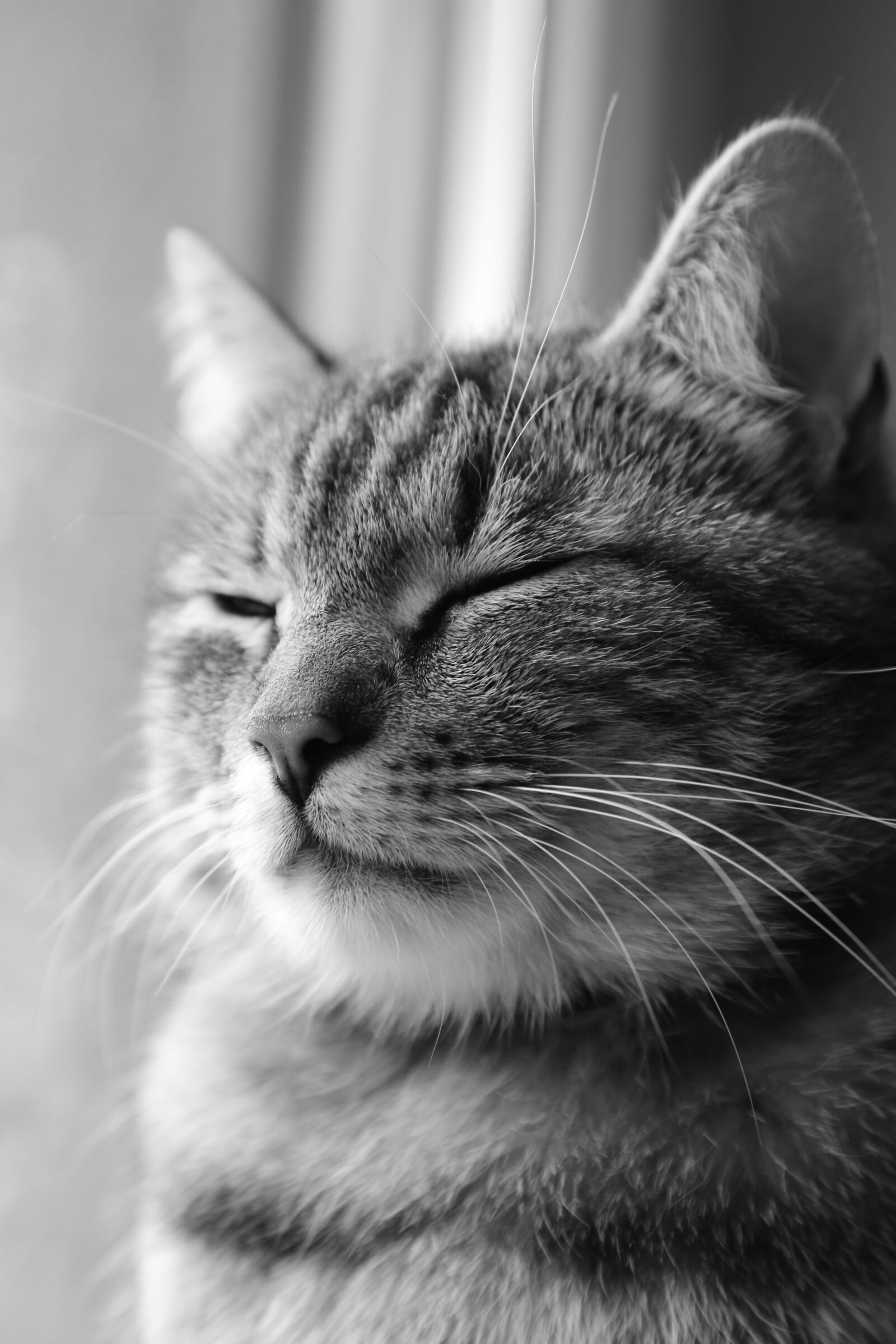 Canon EOS 6D + Canon EF 24-105mm F4L IS USM sample photo. Cat, cute, animals photography