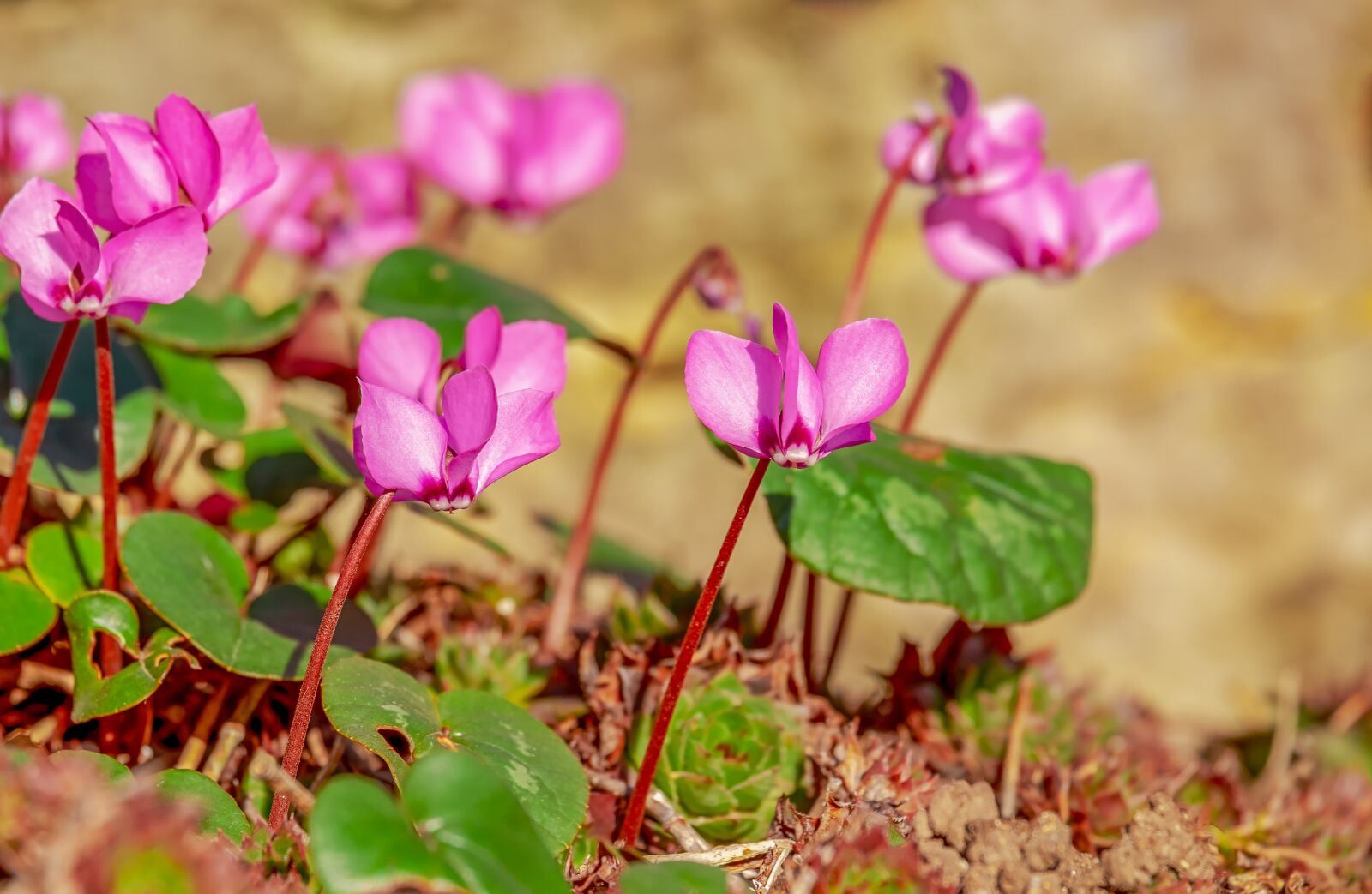 Fujifilm XF 55-200mm F3.5-4.8 R LM OIS sample photo. Cyclamen, flower, ornamental plant photography
