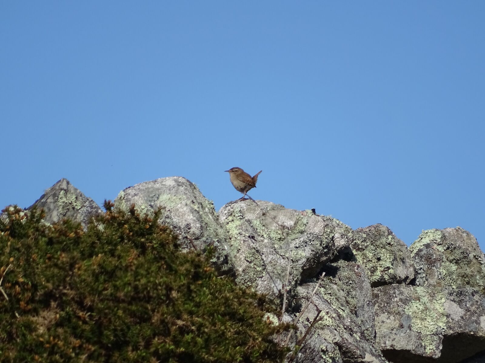 Sony Cyber-shot DSC-HX400V sample photo. Ireland, bird, nature photography