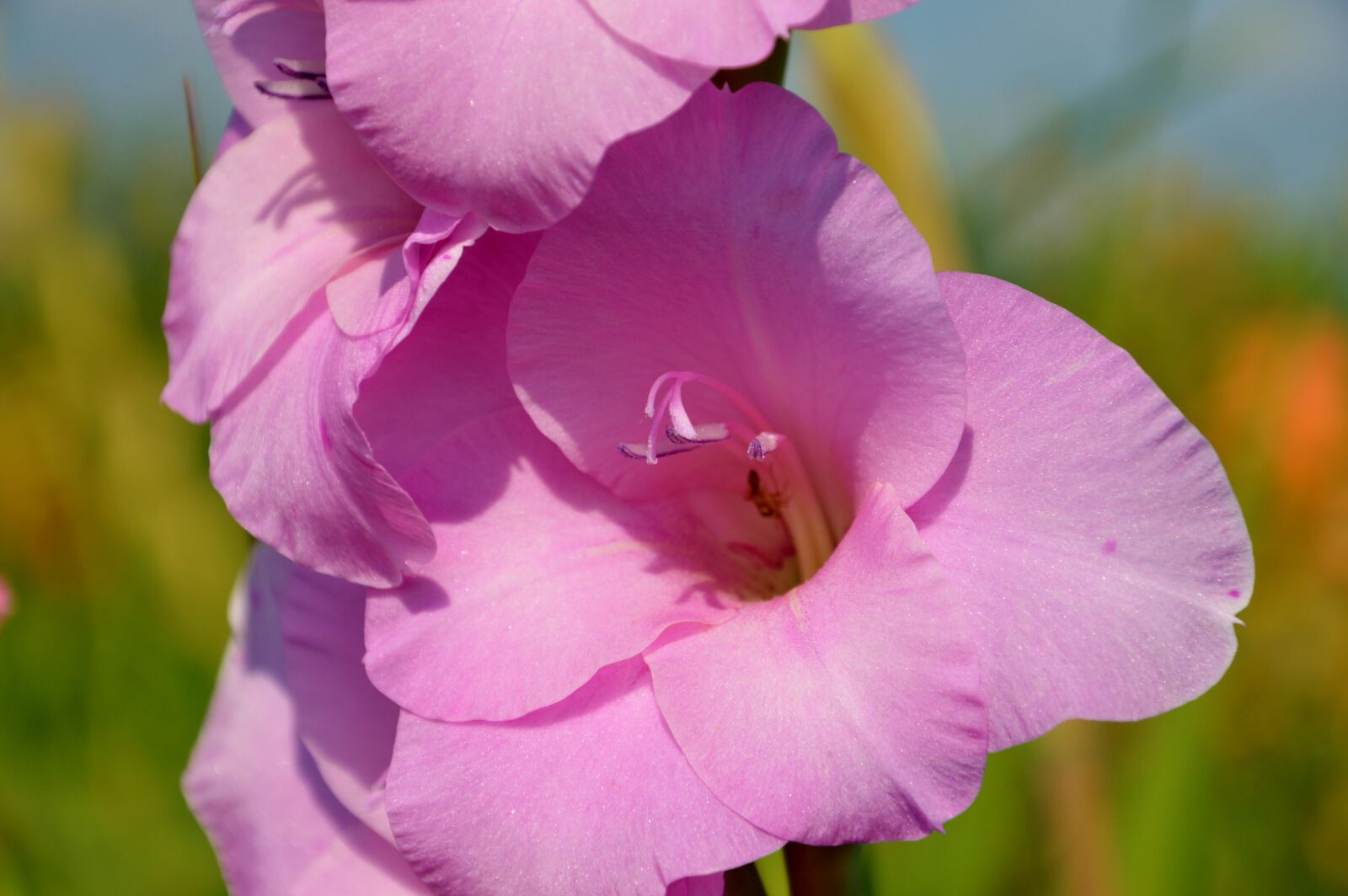 Nikon D3200 sample photo. Gladiolus, gladidus, butterfly greenhouse photography