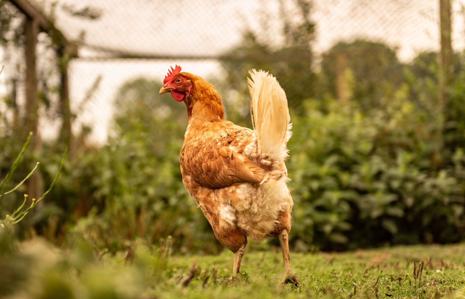 Nikon D750 sample photo. Animal, chicken, spout photography