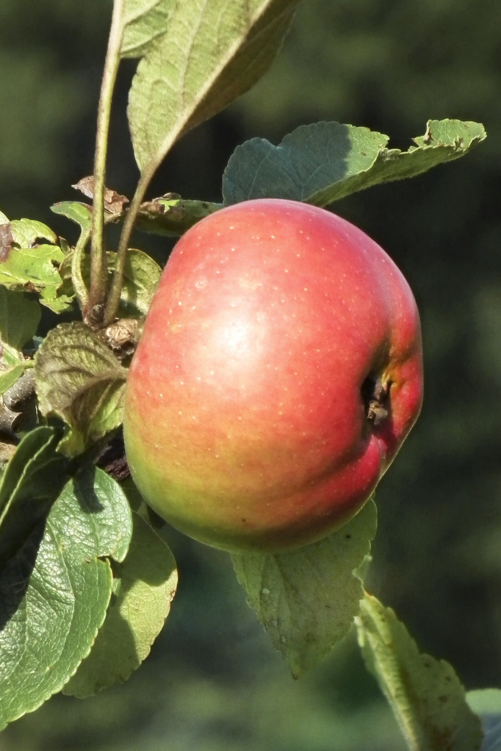 FujiFilm FinePix HS10 (FinePix HS11) sample photo. Apple, red, fruit photography