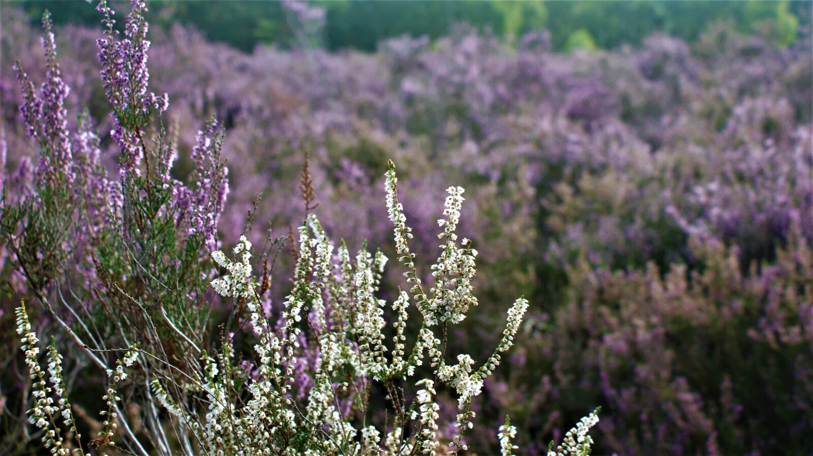 Sony Alpha DSLR-A350 sample photo. Flowers, meadow, heather photography