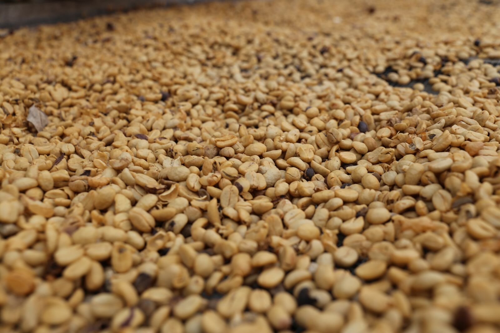 Canon EF 24-105mm F3.5-5.6 IS STM sample photo. Raw, coffee, beans photography