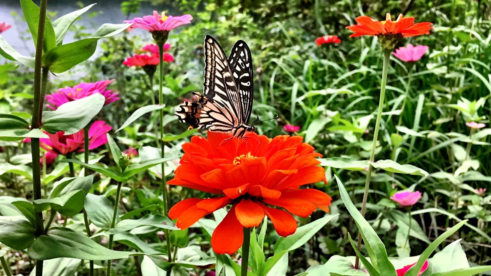Apple iPhone 6s Plus sample photo. Butterfly, nature, meadow photography