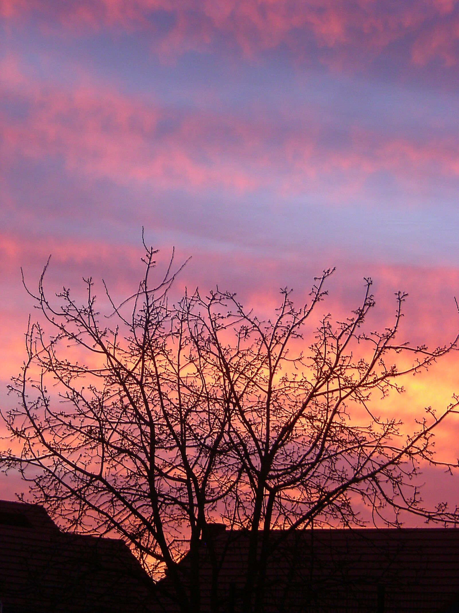 Nikon COOLPIX S200 sample photo. Evening, sky, tree photography