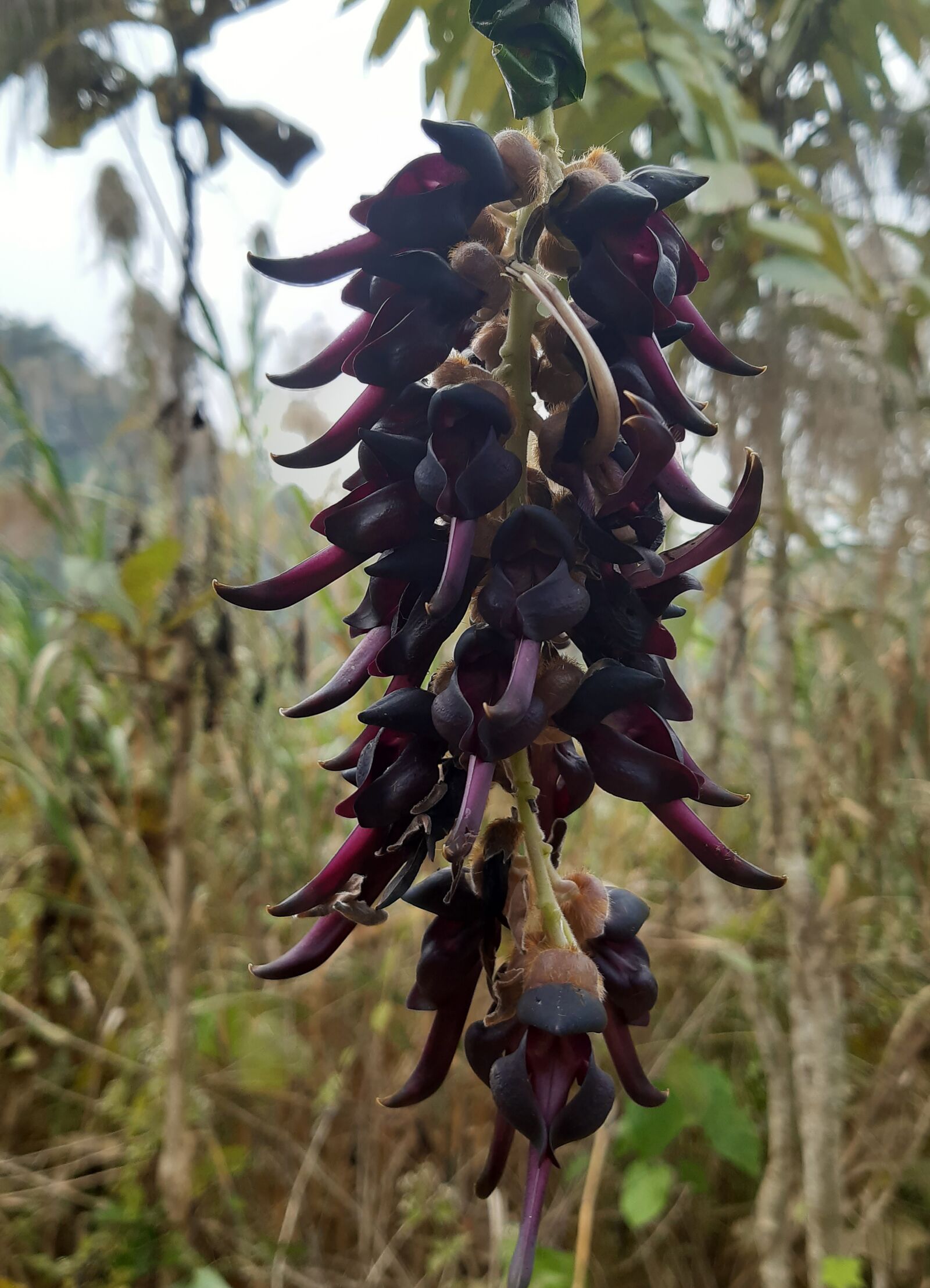 Samsung Galaxy A30 sample photo. Wild flower, purple flower photography