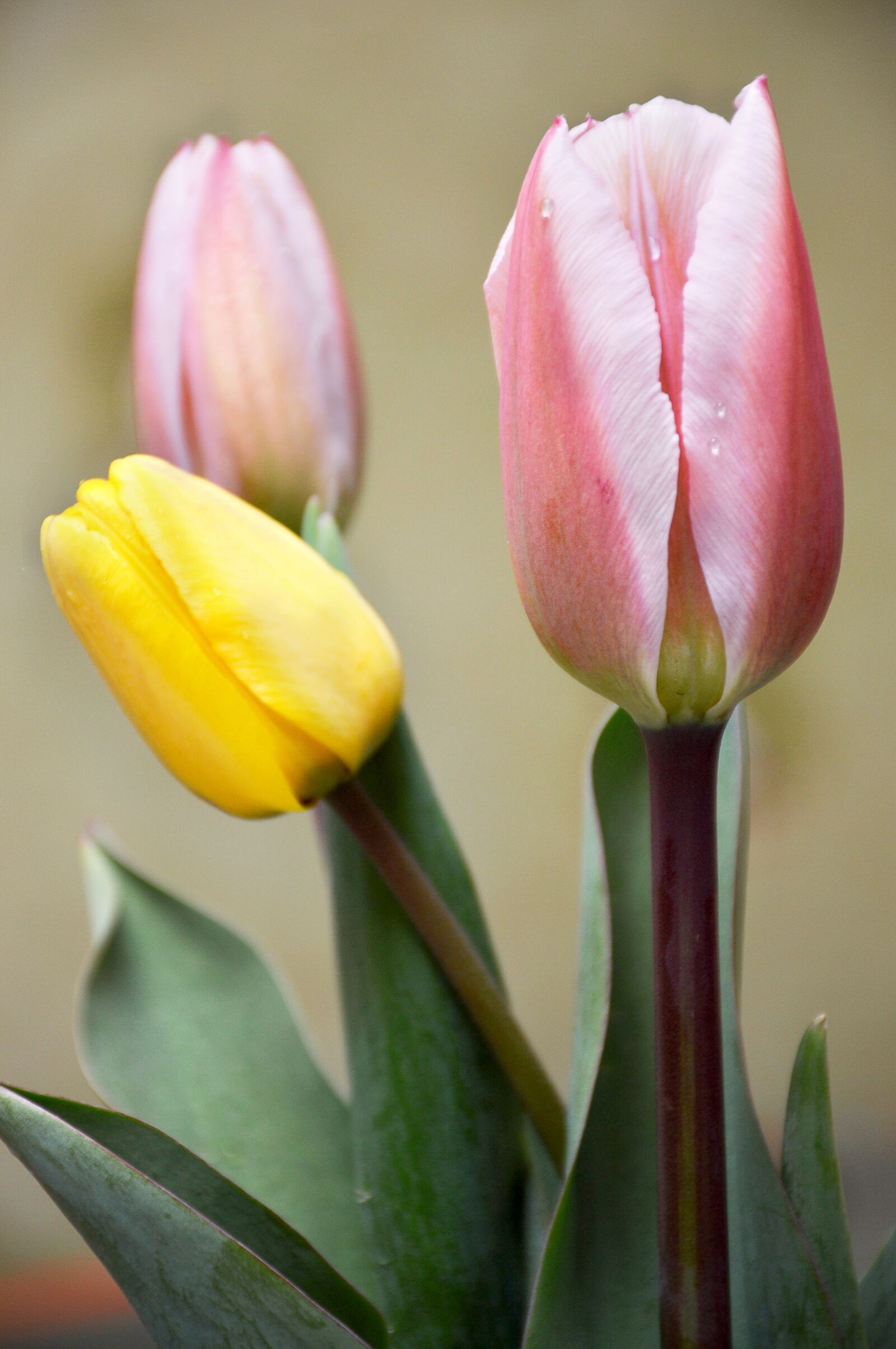 Nikon D3200 sample photo. Favorite, tulips, spring photography