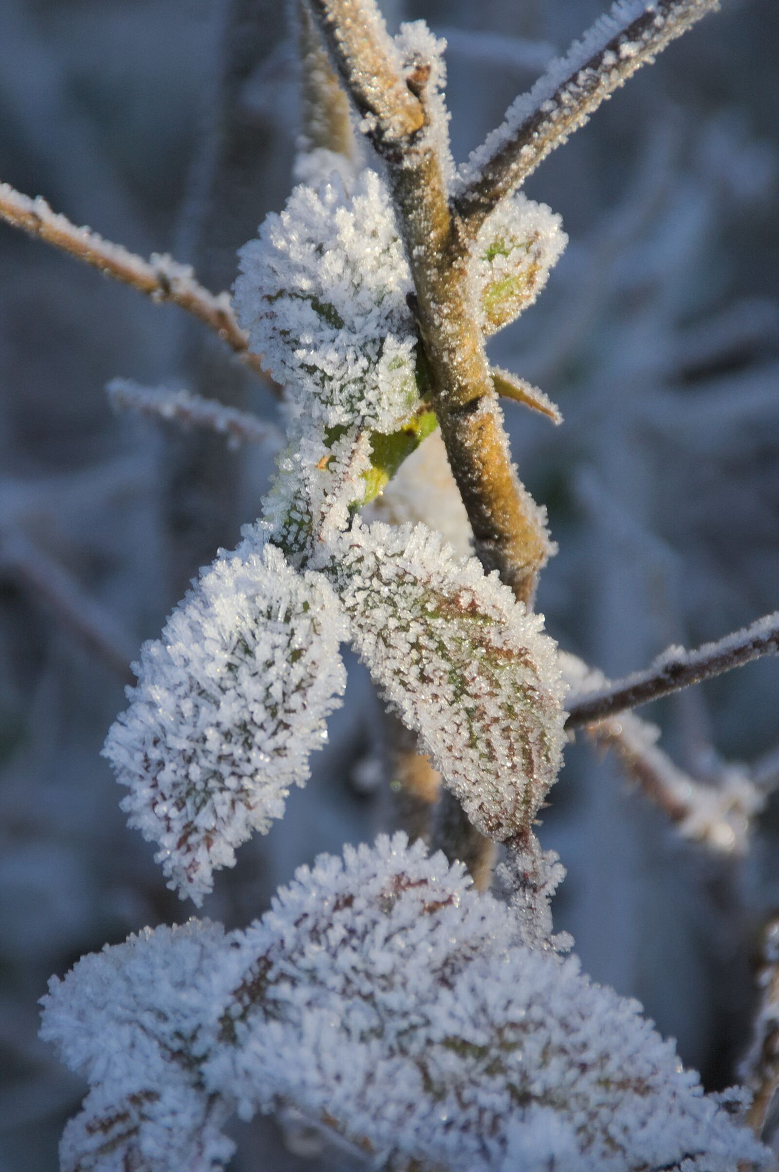 Canon EOS 350D (EOS Digital Rebel XT / EOS Kiss Digital N) sample photo. Snow, hoarfrost, winter photography