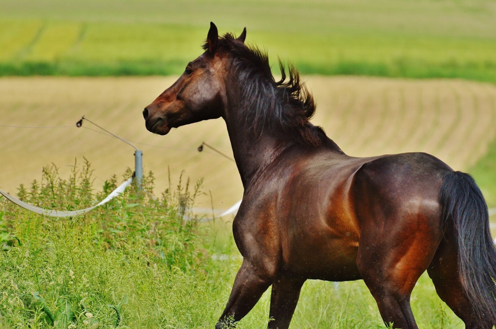 Nikon D3200 sample photo. Horse, coupling, stallion photography