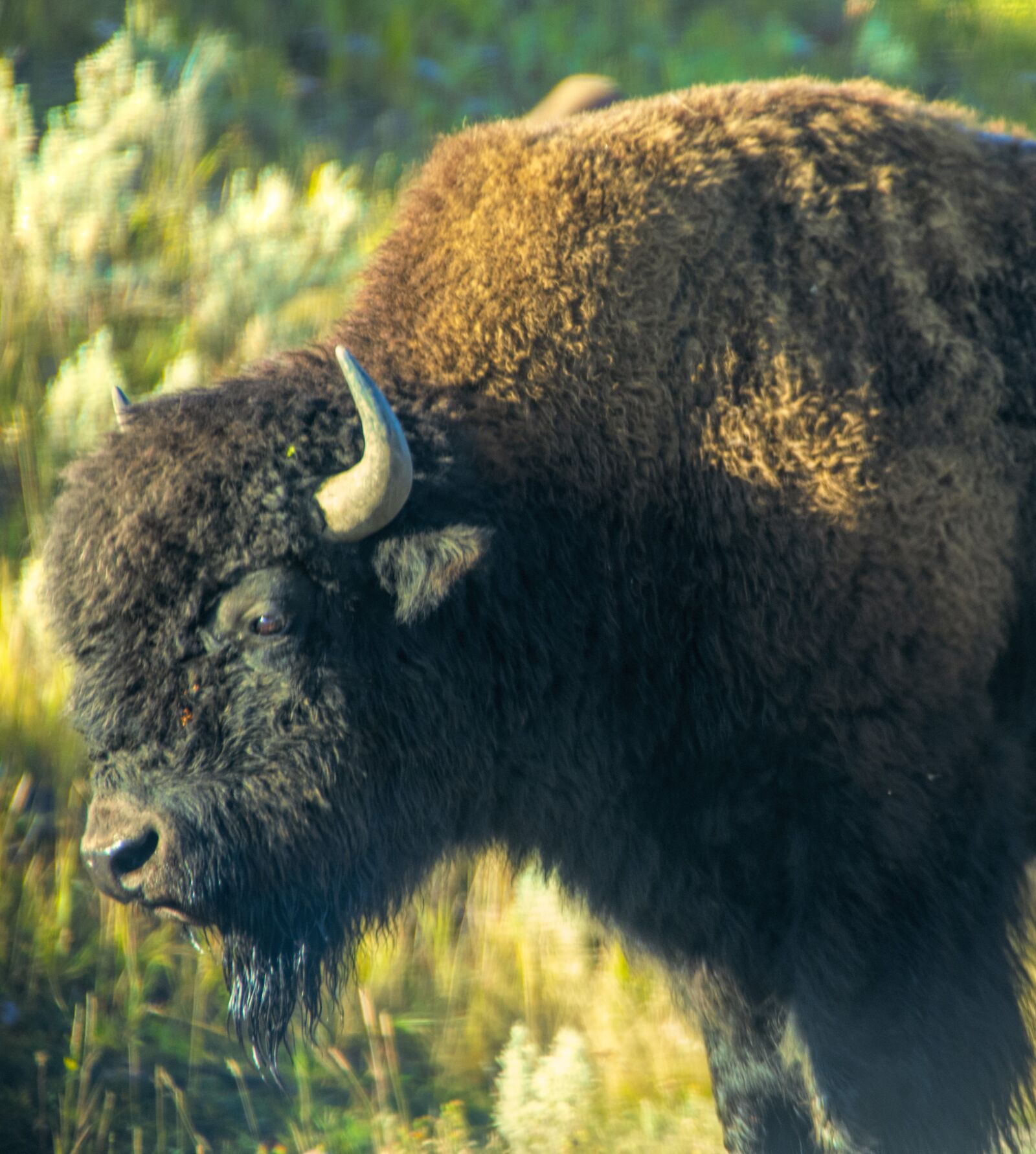 Nikon D850 sample photo. Bison, buffalo, yellowstone photography