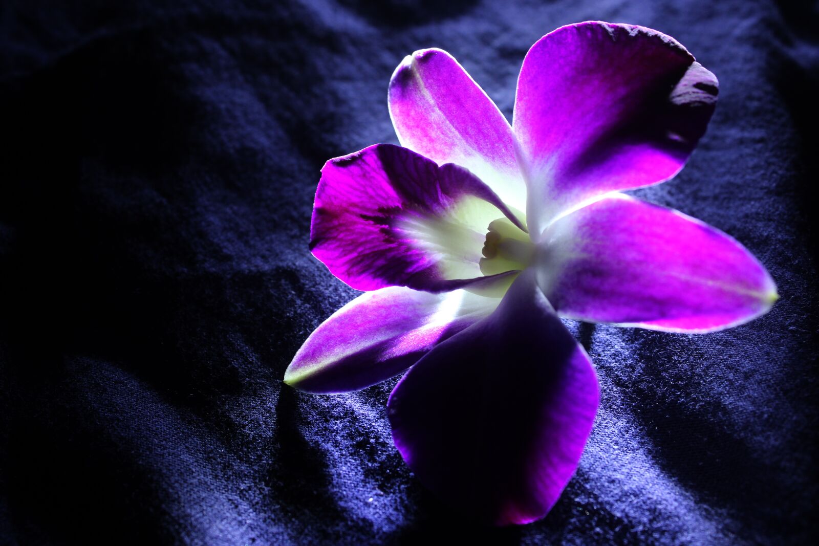 Canon EOS 600D (Rebel EOS T3i / EOS Kiss X5) sample photo. Purple, dark, bloom photography