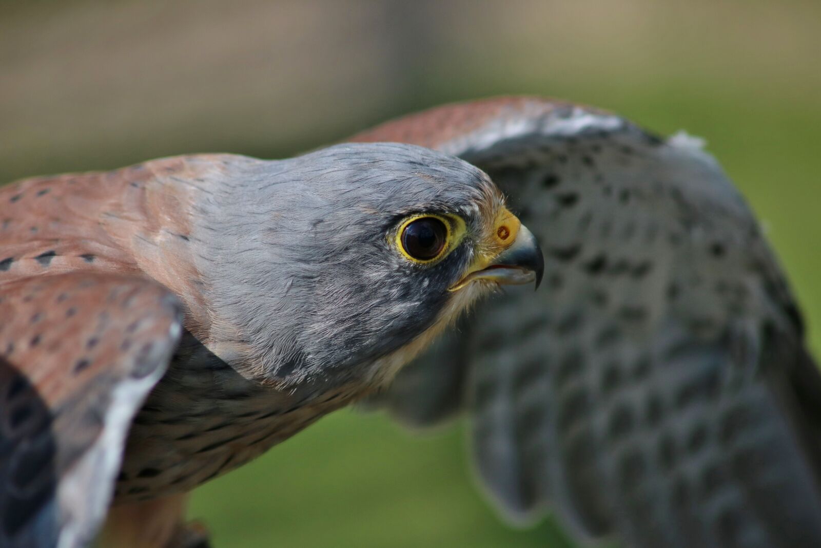 Canon EOS 750D (EOS Rebel T6i / EOS Kiss X8i) sample photo. Male kestrel, bird of photography