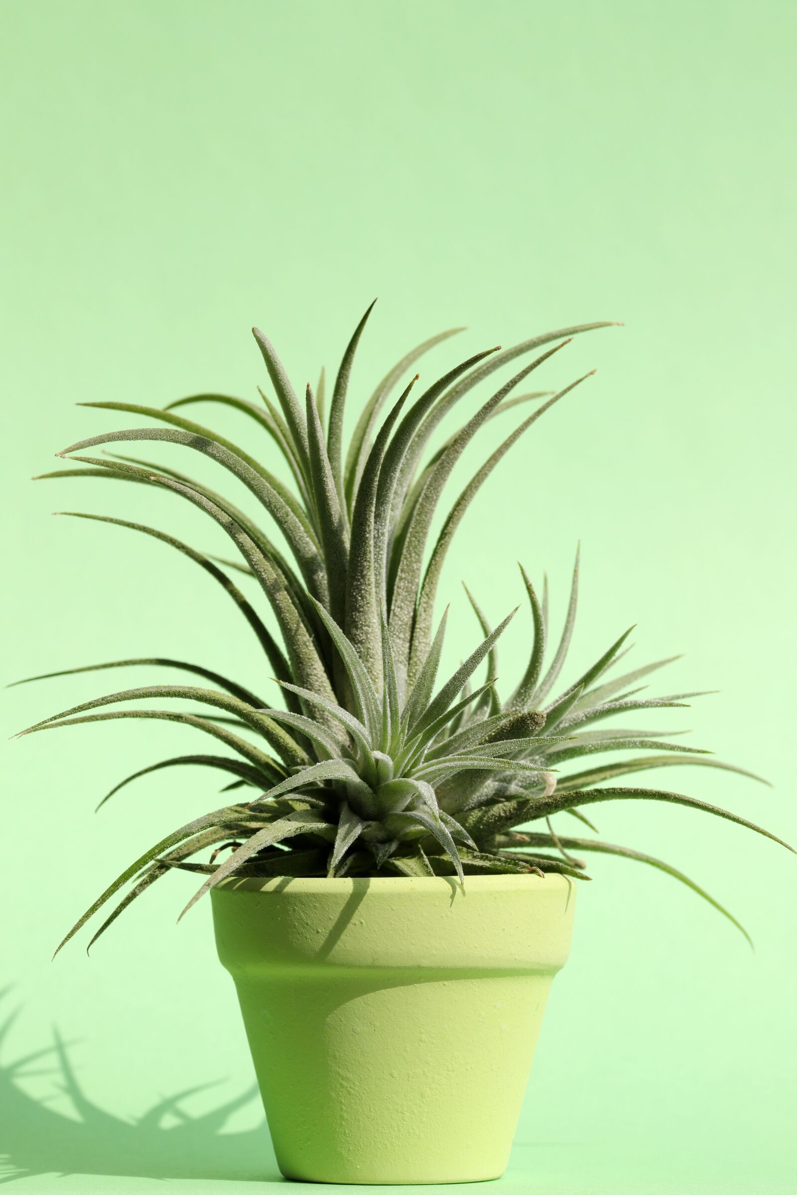 Canon EOS 6D Mark II sample photo. Pastel, potted plant, flowers photography