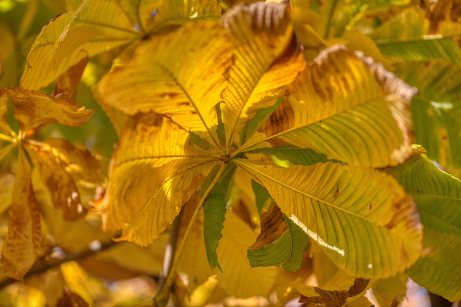 Nikon D750 sample photo. Chestnut tree, autumn, season photography