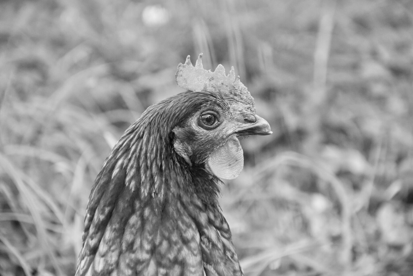 Nikon D5600 sample photo. Hen, laying hen, black photography