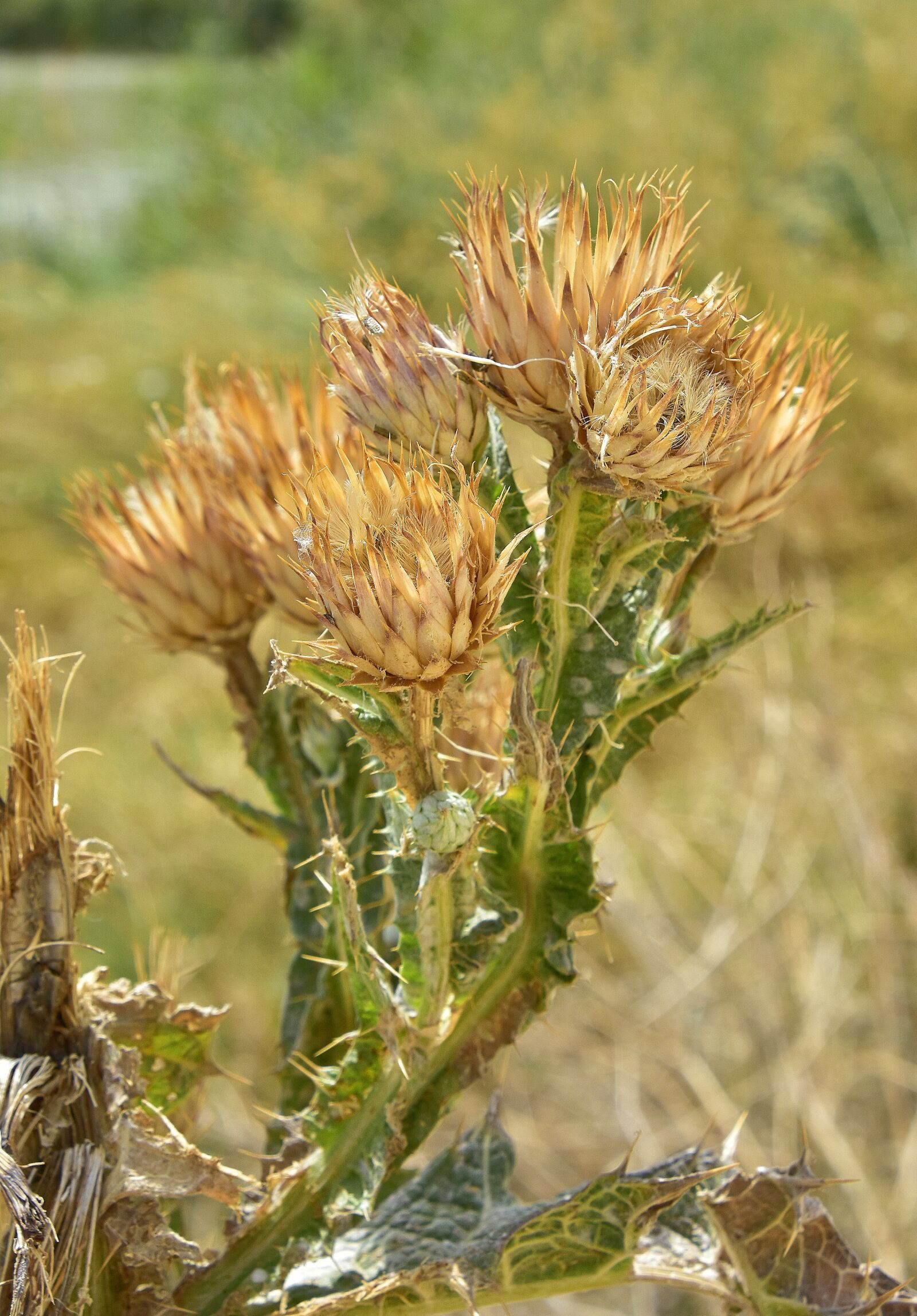 Nikon D7200 sample photo. Skewers, thorns, thorny photography