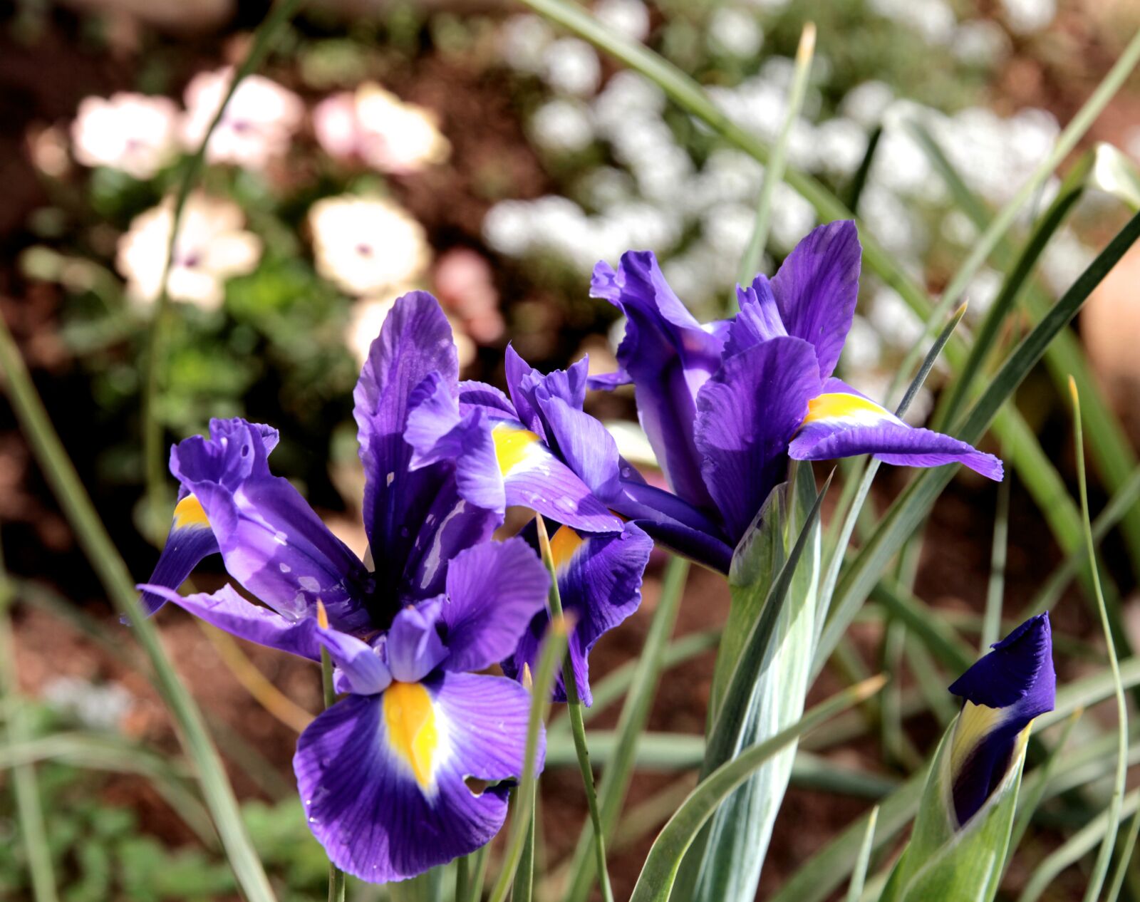 Canon EF 24-70mm F2.8L II USM sample photo. Orris, iris, flower photography