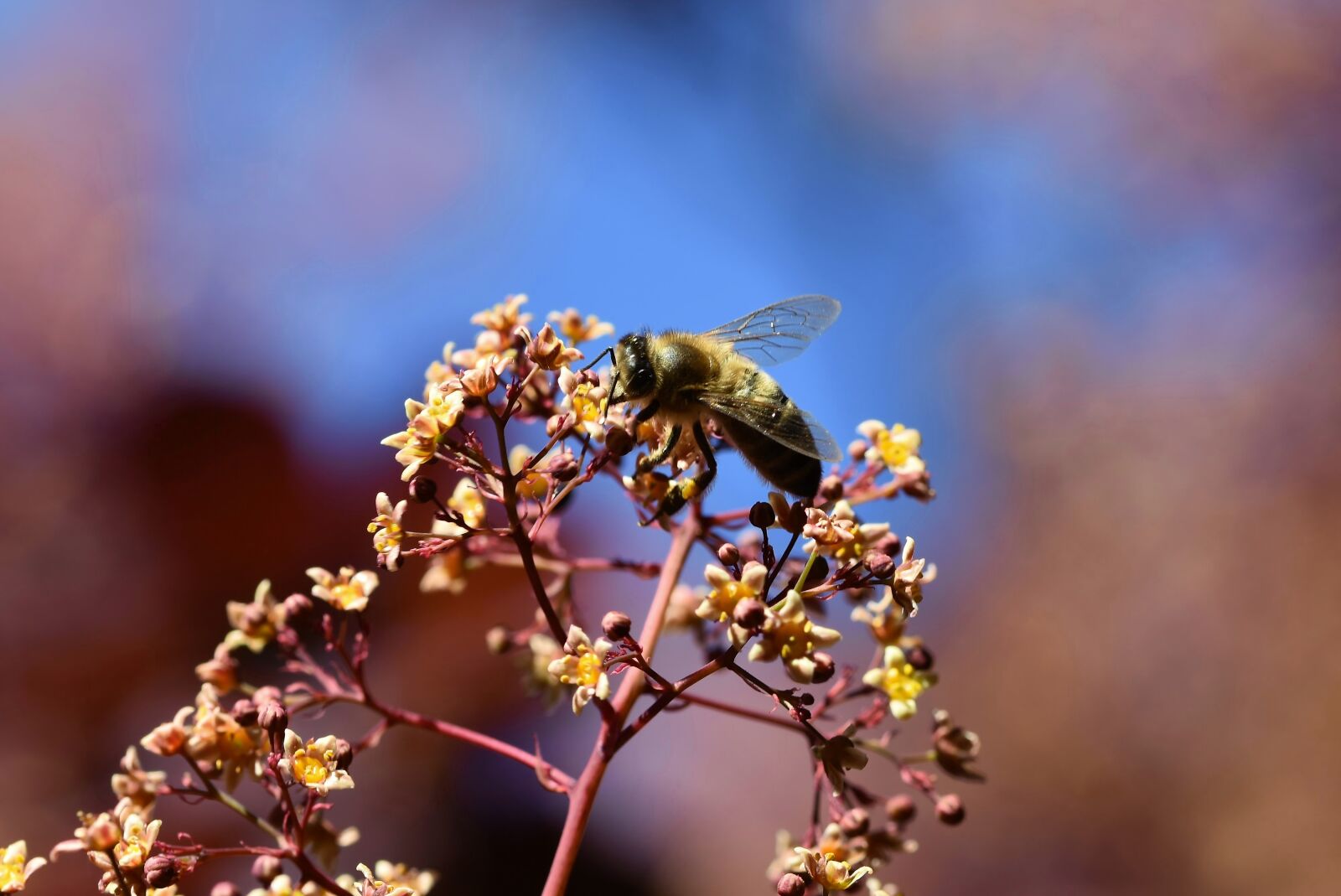 Nikon D7200 sample photo. Bee, honey bee, insect photography