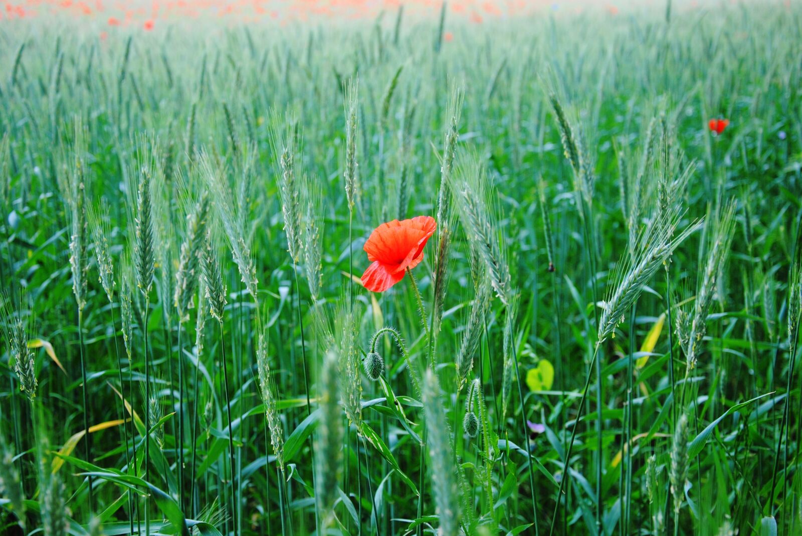 Nikon D3000 sample photo. Poppy, aren, field photography