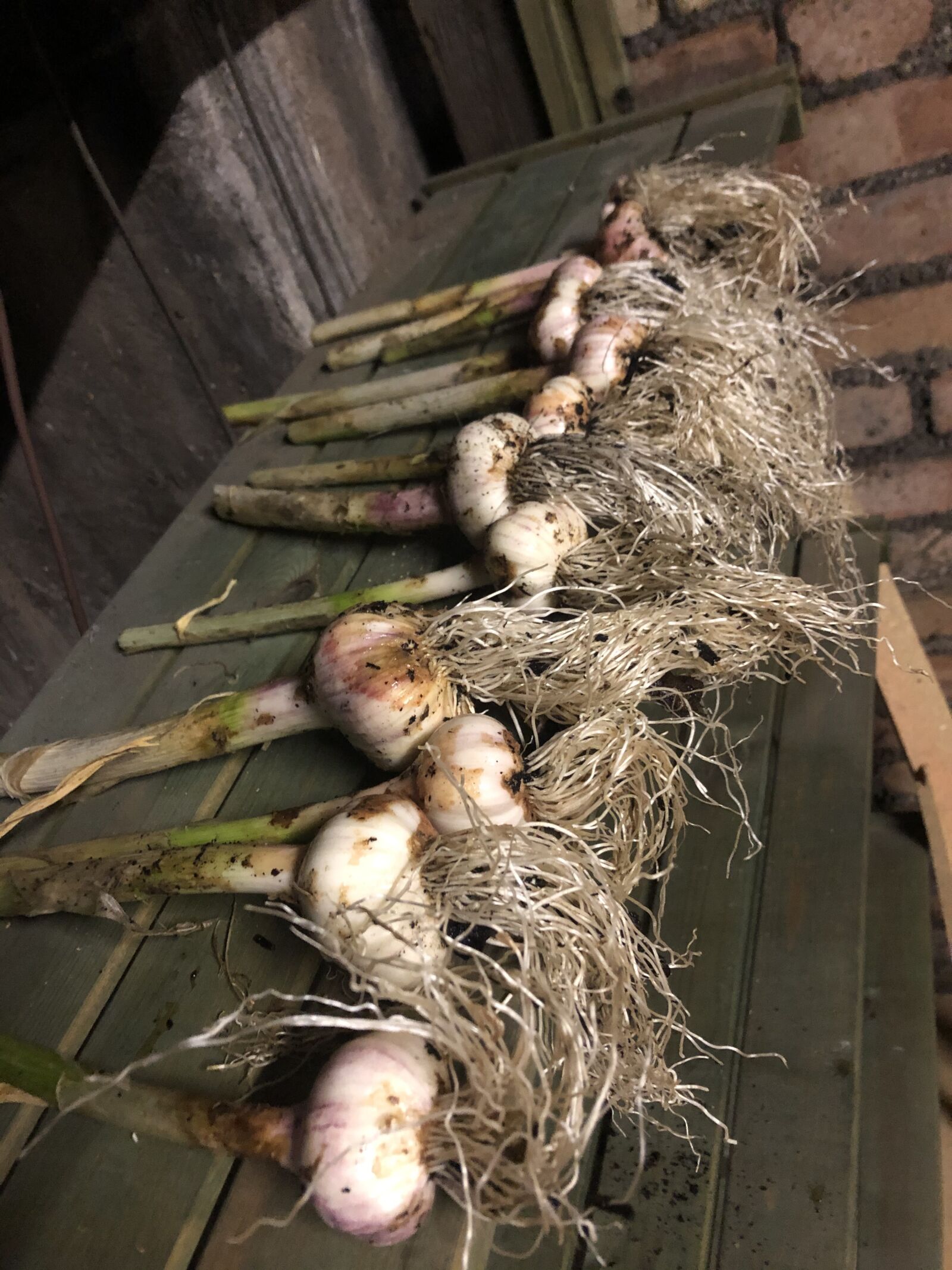 iPhone 8 back camera 3.99mm f/1.8 sample photo. Garlics, organic, fresh photography