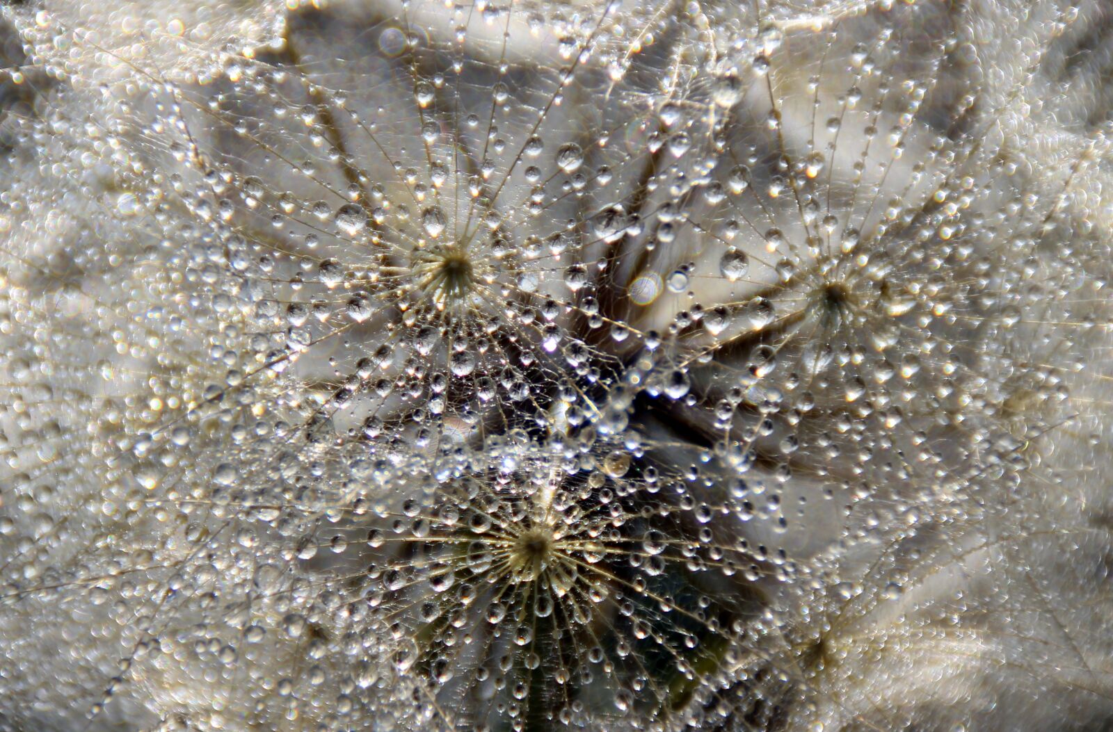 Canon EOS 700D (EOS Rebel T5i / EOS Kiss X7i) sample photo. Dandelion, drops, water photography