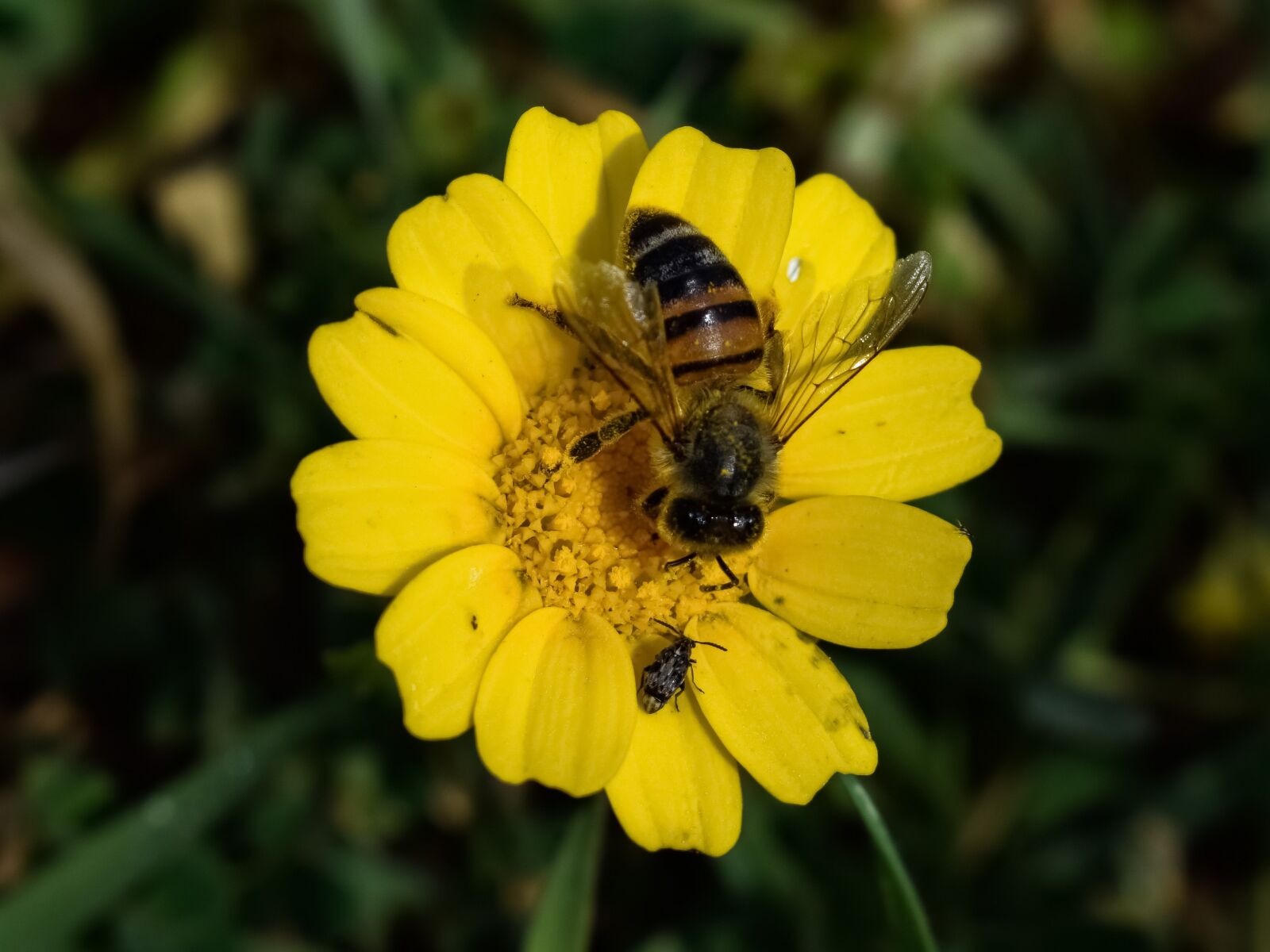 Nikon D3300 sample photo. Bee, insect, nature photography