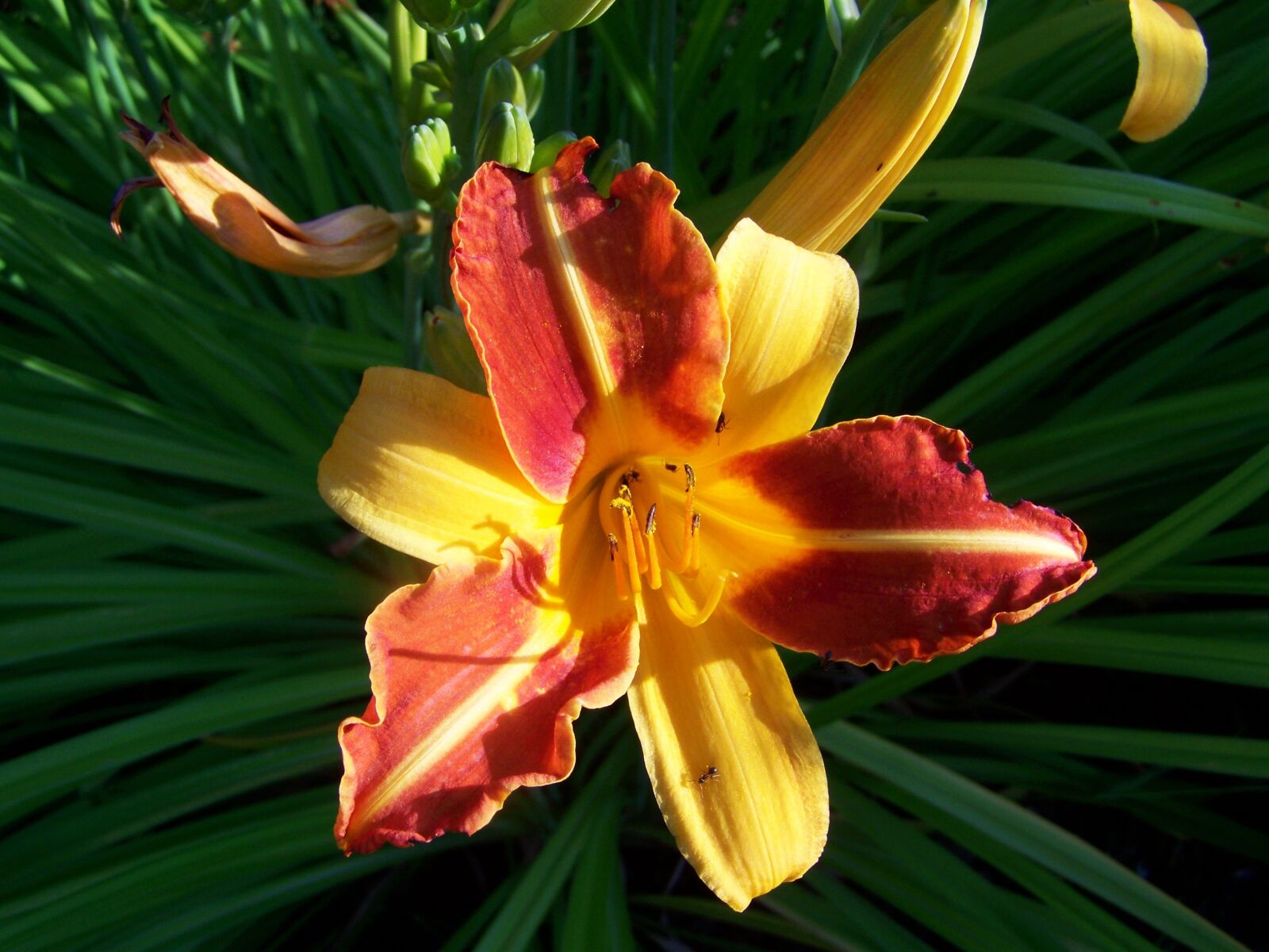Kodak EASYSHARE ZD710 ZOOM DIGITAL CAMERA sample photo. Daylily, flower garden, yellow-orange-red photography
