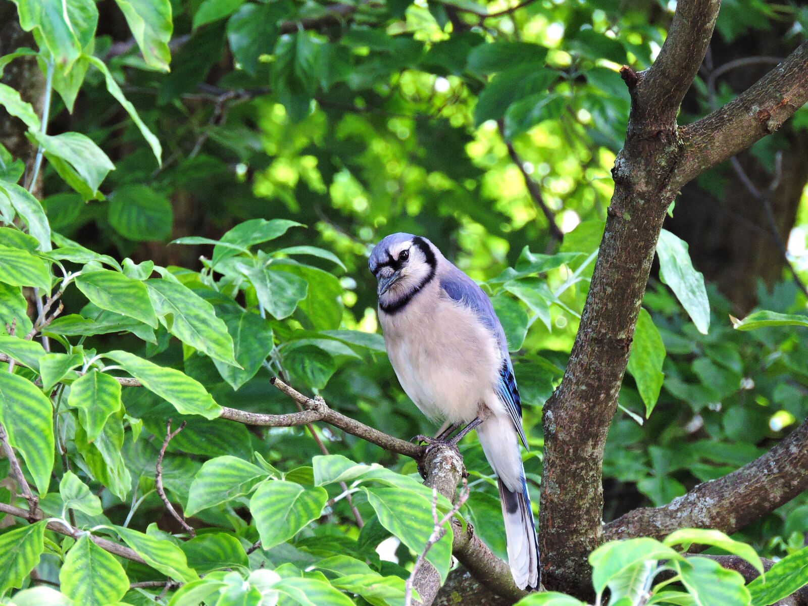 Nikon Coolpix P600 sample photo. Blue jay, blue jays photography