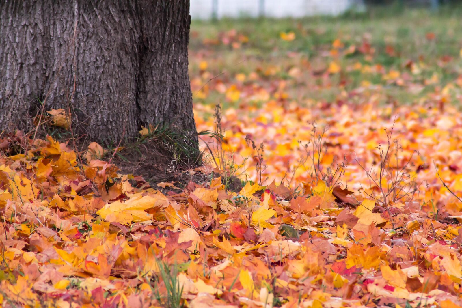 Canon EOS 60D sample photo. Autumn, foliage, maple photography