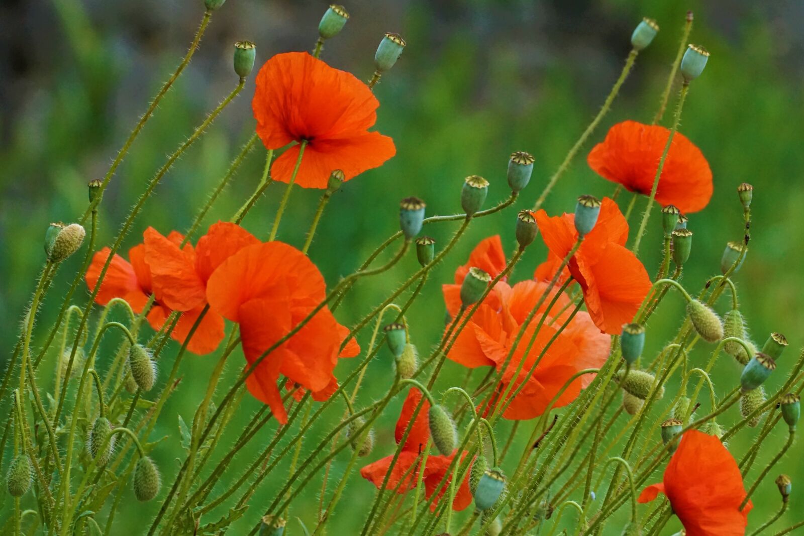 Sony E 70-350mm F4.5-6.3 G OSS sample photo. Poppies, klatschmohn, poppy photography