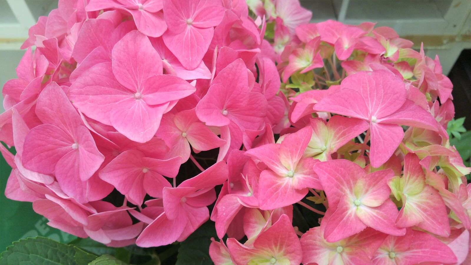 LG G4 sample photo. Hydrangea, pink, flower photography