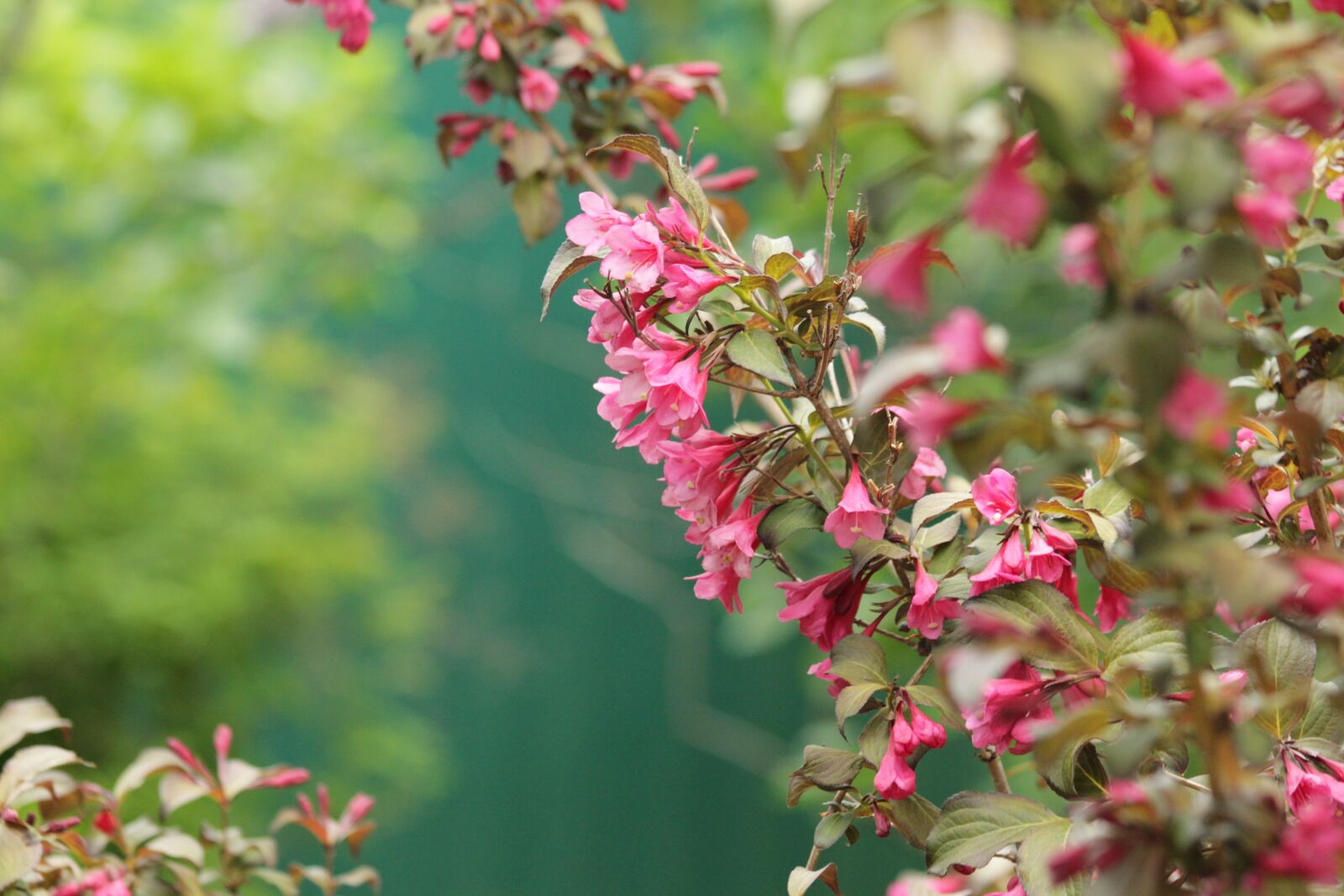Canon EOS 650D (EOS Rebel T4i / EOS Kiss X6i) sample photo. Weigela, shrub, bloom photography