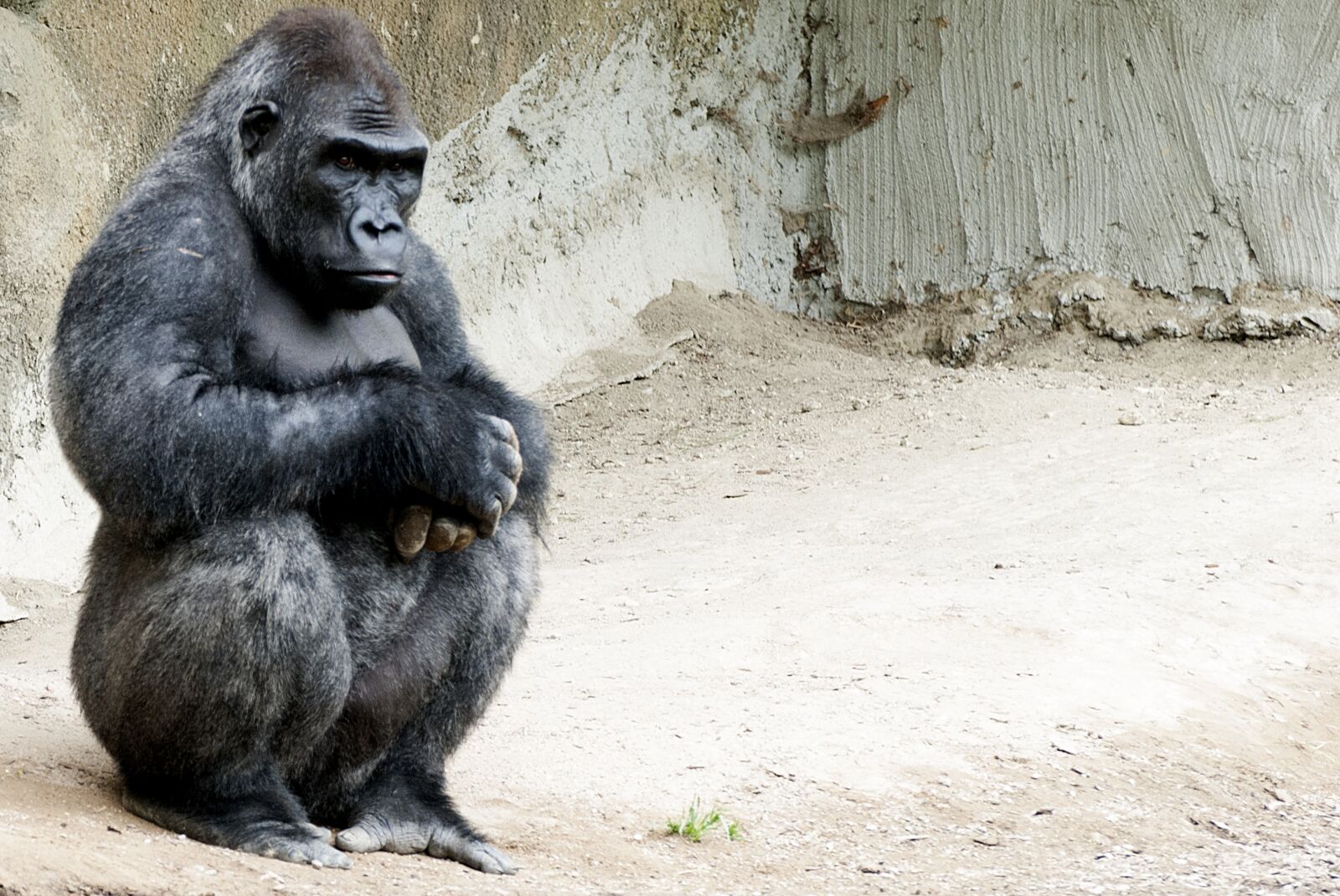 Nikon D80 sample photo. Gorilla, monkey, monkey man photography