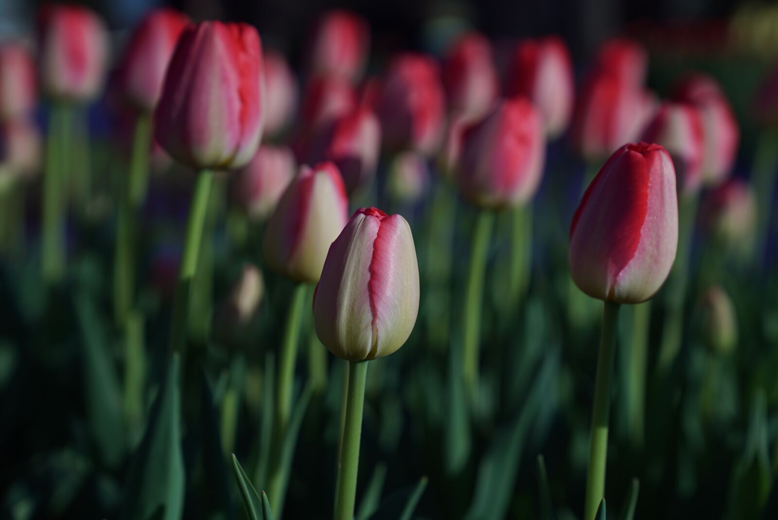 Sony a7S sample photo. Tulips, flower of hokkaido photography