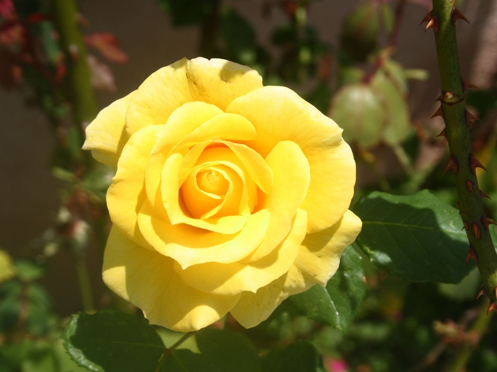 Canon EOS 400D (EOS Digital Rebel XTi / EOS Kiss Digital X) sample photo. Rose, yellow, flower photography